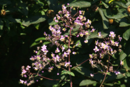 Thalictrum rochebrunianum  bestellen